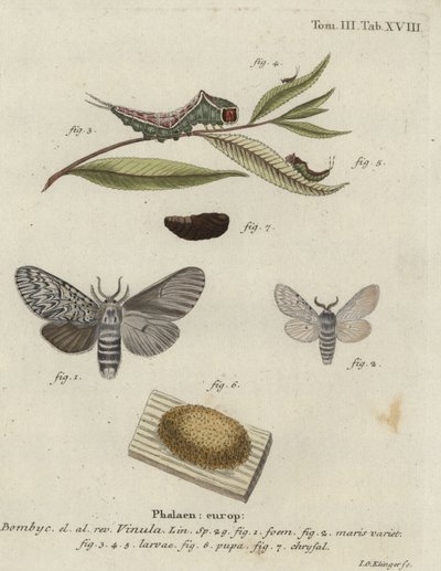 Falena Puss, Cerura vinula da Johann Georg Klinger