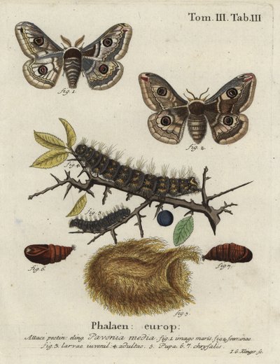 Falena imperatore del prugnolo, Saturnia spini da Johann Georg Klinger