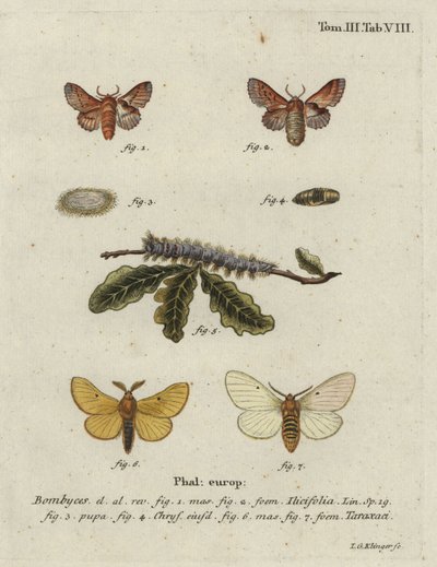 Piccola falena del lappet e falena del baco da seta autunnale da Johann Georg Klinger