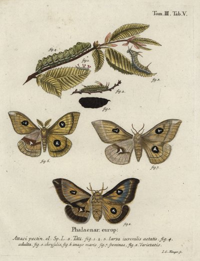 Falena imperatore Tau, Aglia tau da Johann Georg Klinger