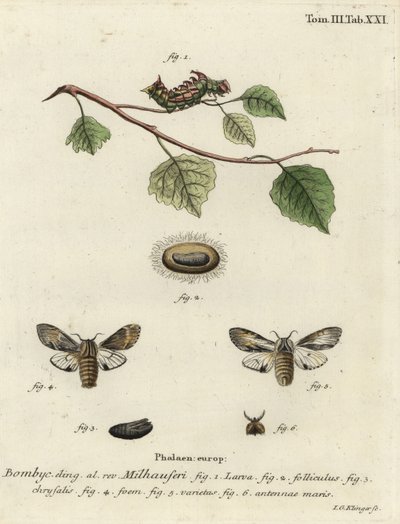Falena prominente fulva, Harpyia milhauseri da Johann Georg Klinger