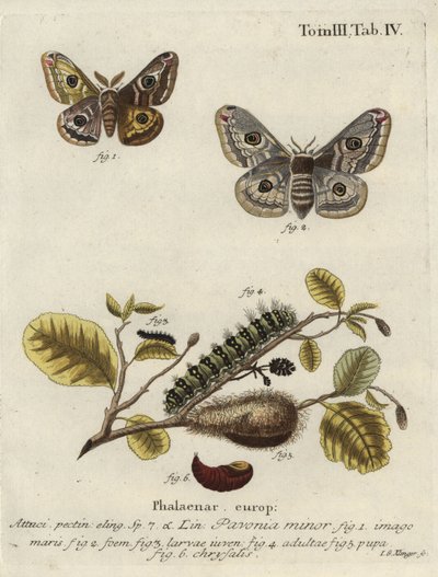 Immagine sconosciuta da Johann Georg Klinger