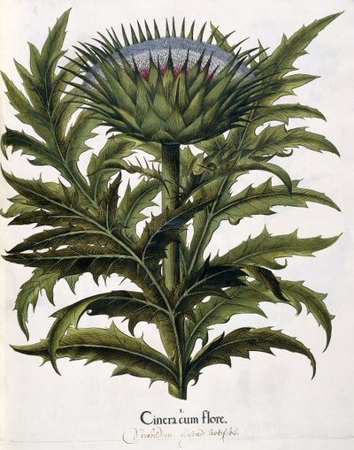 Cinera Cum Flore, 1613 da Johann Georg Ziesenis