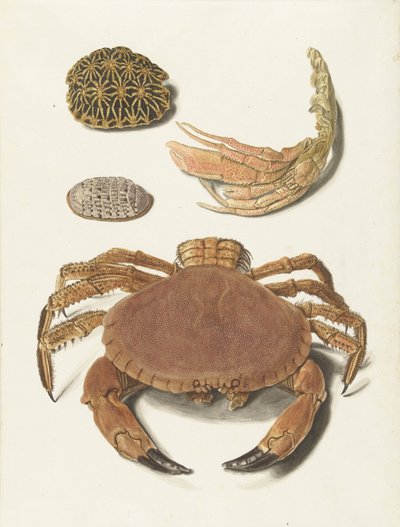 Un granchio, una chela di granchio e due scudi di tartaruga da Johann Gustav Hoch