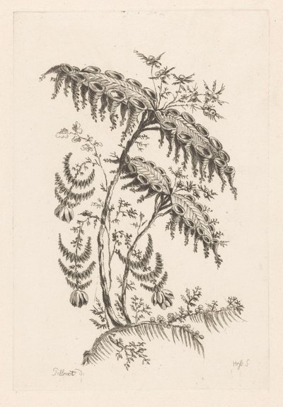 Foglie con forme a corno da Johann Heinrich  Hess