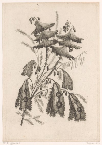 Fiori a forma di parasole da Johann Heinrich  Hess
