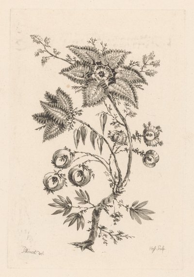 Fiori a forma di stella da Johann Heinrich  Hess