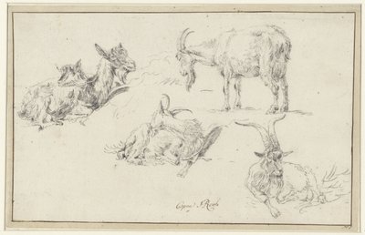 Studi di un caprone da Johann Heinrich Roos (possibly)