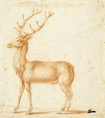 Un cervo, XVII secolo da Johann Heinrich Roos