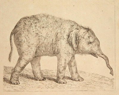 Elefante da Johann Heinrich Wilhelm Tischbein