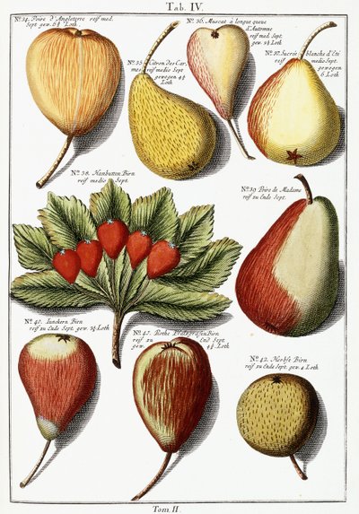 Varie specie di pere, 1760-1766 da Johann Hermann Knoop