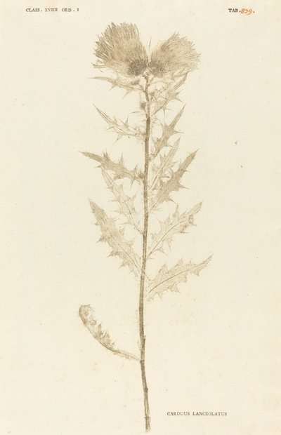 Carduus Lanceolatus da Johann Hieronymus Kniphof