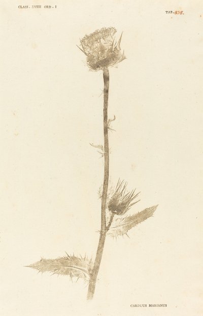 Carduus Maarianus da Johann Hieronymus Kniphof
