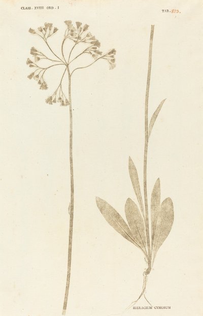 Hieracium Cymosum da Johann Hieronymus Kniphof