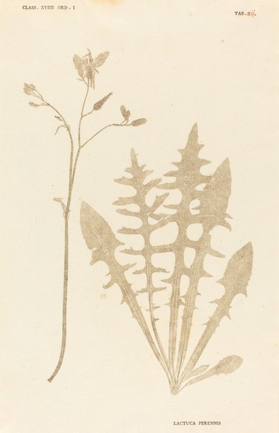 Lactuca Perennis da Johann Hieronymus Kniphof
