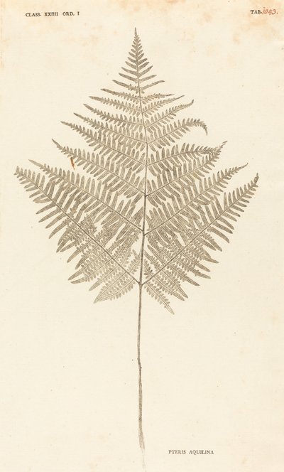 Pteris Aquilina da Johann Hieronymus Kniphof