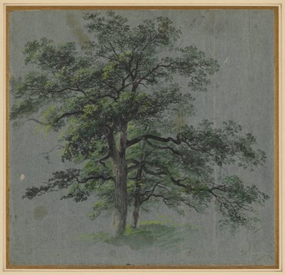 Due alberi (recto) da Johann Jacob Dorner
