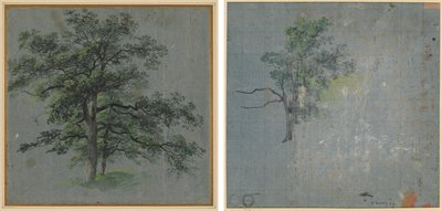 Due alberi (recto) Studi di alberi (verso) da Johann Jacob Dorner