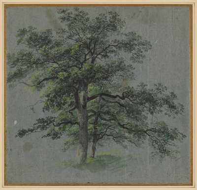 Due Alberi recto Studi di Alberi verso, prima metà del 1800 da Johann Jacob Dorner