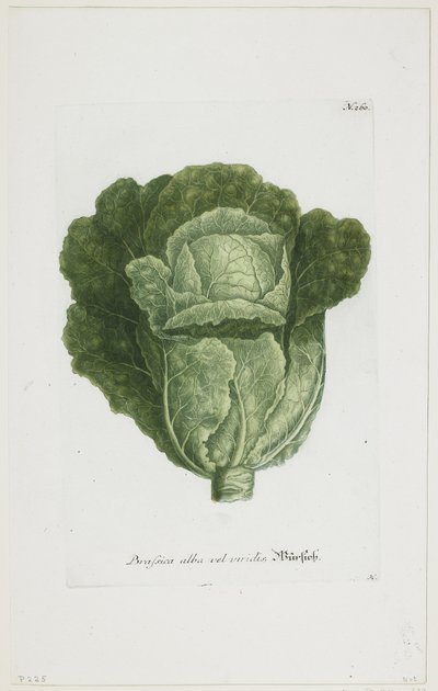 Brassica alba vel viridis, da Phytanthoza Iconographia, 1735-45 da Johann Jakob Haid