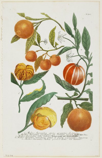 a-e Malus Aurantia ecc., da Phytanthoza Iconographia, 1735-45 da Johann Jakob Haid