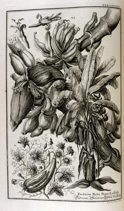 Piante e frutti biblici tra cui mandragora e melone da Johann Jakob Scheuchzer