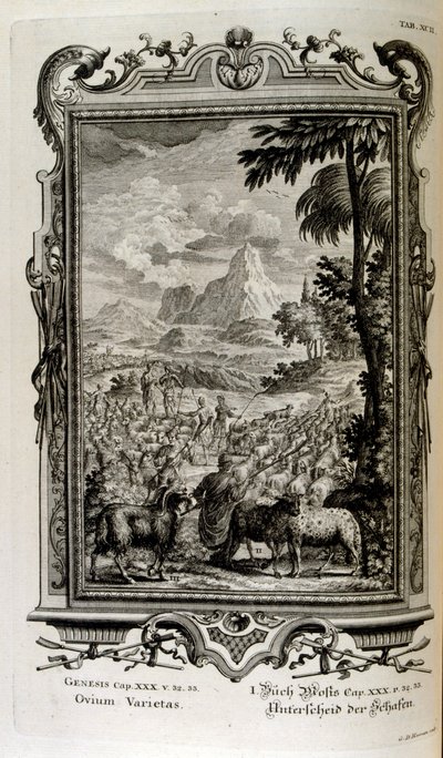 Varietà bibliche di pecore da Johann Jakob Scheuchzer