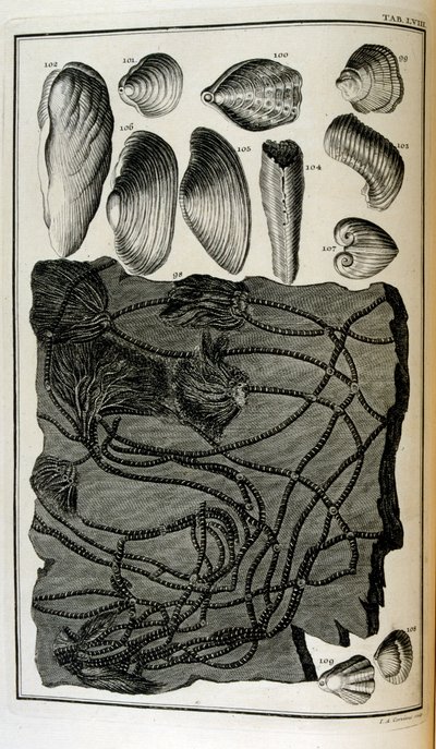Ossa fossili rappresentavano animali distrutti dal grande diluvio biblico da Johann Jakob Scheuchzer