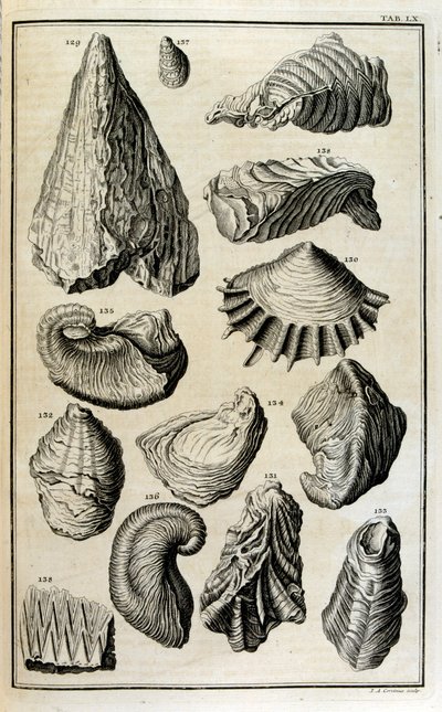 Resti fossili di conchiglie rappresentavano animali distrutti dal grande diluvio biblico da Johann Jakob Scheuchzer