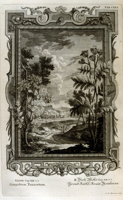 Illustrazione da Johann Jakob Scheuchzer