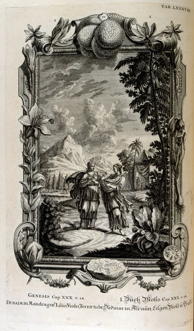 Pianta di mandragora. È spesso conosciuta come mandragora da Johann Jakob Scheuchzer