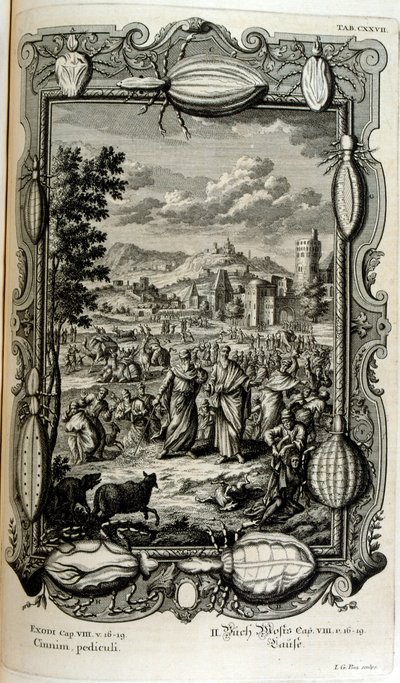 Piaga dei pidocchi e delle zanzare da Johann Jakob Scheuchzer