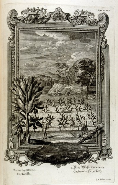 Coltivazione del cactus da Johann Jakob Scheuchzer