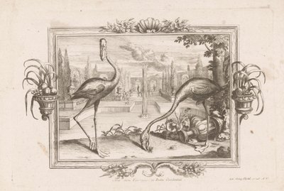 Due fenicotteri da Johann Jakob Stelzer