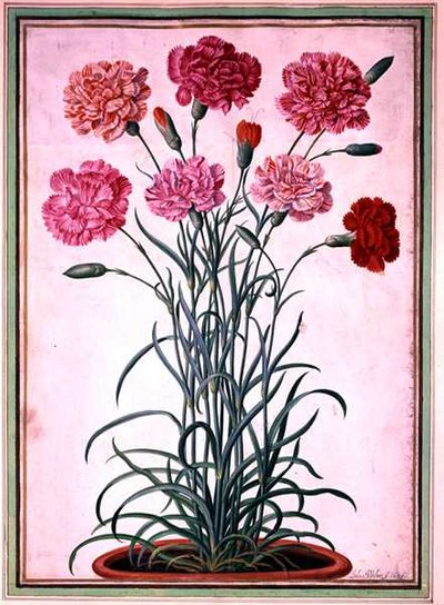 Garofani che crescono da un vaso, tavola 25 dal Nassau Florilegium da Johann Jakob Walther