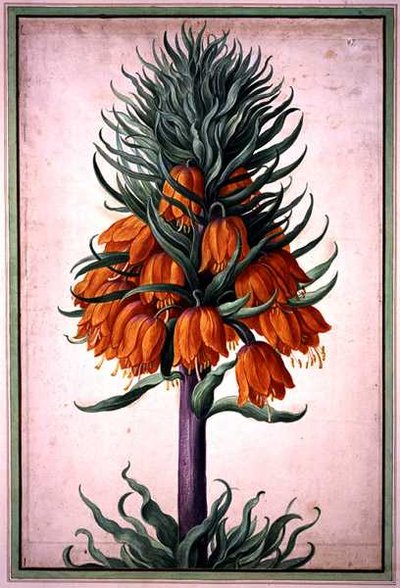 Fritillaria imperialis (corona imperiale) tavola 25 dal Nassau Florilegium da Johann Jakob Walther
