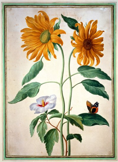 Girasoli, tavola 18 dal Nassau Florilegium da Johann Jakob Walther
