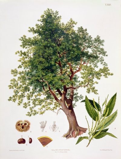 Castagno Dolce, inciso da A. Haase da Johann Kautsky