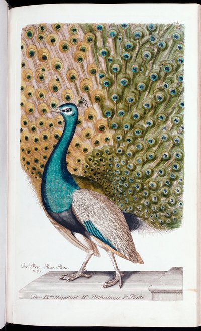 Un pavone maschio in piena mostra, 1763 da Johann Leonhard Frisch