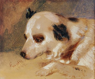 Testa di cane da Johann Matthias Ranftl
