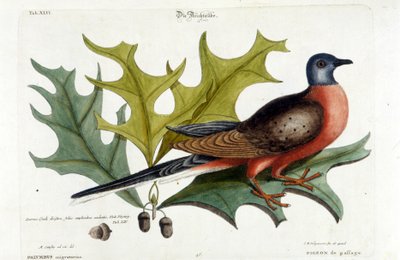 Colomba migratrice, ora estinta. Zoo, Seligman 1749 da Johann Michael Seligmann