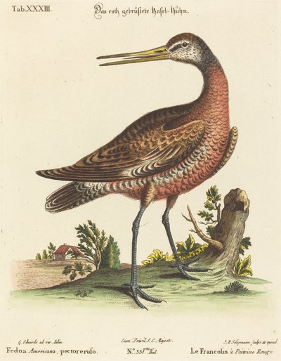 Fedoa americana, petto rosso da Johann Michael Seligmann after George Edwards