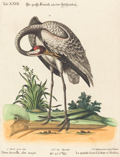 Grus Americana, alta major da Johann Michael Seligmann after George Edwards