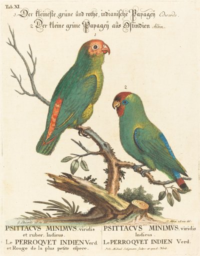 Pappagallo (Le Perroquet Indien. Psittacus Minimus) da Johann Michael Seligmann after George Edwards