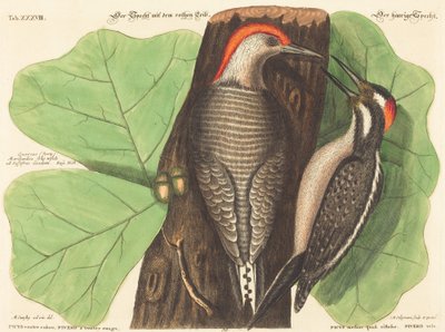 Il Picchio dal Ventre Rosso (Picus Carolinus) da Johann Michael Seligmann after Mark Catesby