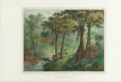 Foresta Vergine Vicino a Manqueritipa. Da Malerische Reise in Brasilien, 1835 da Johann Moritz Rugendas
