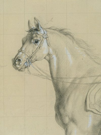 Studio di cavallo per "L