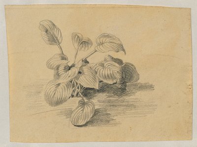 Studio di una pianta a foglia da Johann Peter Krafft
