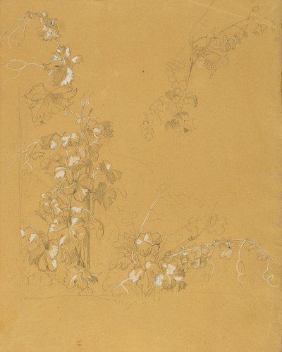 Vite, studio per "Hermann e Dorothea nel vigneto" da Johann Peter Krafft