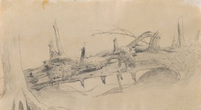 Radici, albero caduto da Johann Peter Krafft